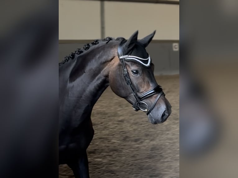 Hannoveraner Stute 7 Jahre 167 cm Dunkelbrauner in Villingen-Schwenningen