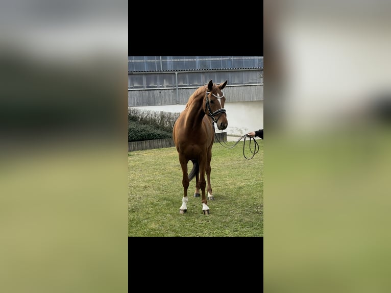 Hannoveraner Stute 7 Jahre 167 cm Fuchs in Ried