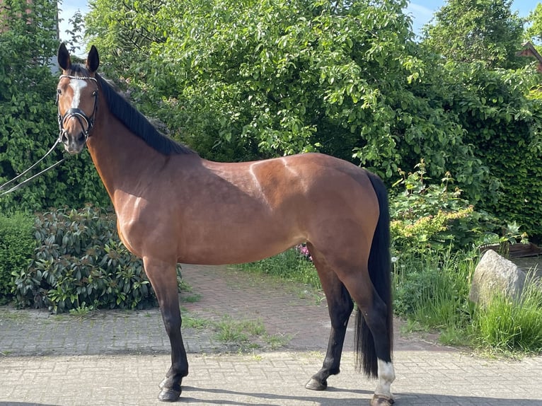 Hannoveraner Stute 7 Jahre 167 cm Hellbrauner in Langwedel