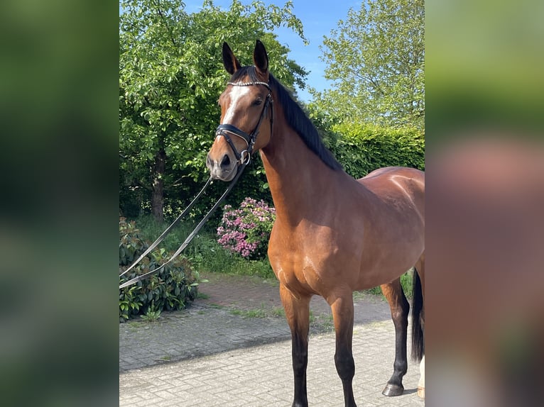 Hannoveraner Stute 7 Jahre 167 cm Hellbrauner in Langwedel