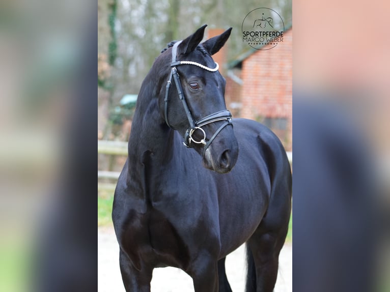 Hannoveraner Stute 7 Jahre 167 cm Rappe in Hoya