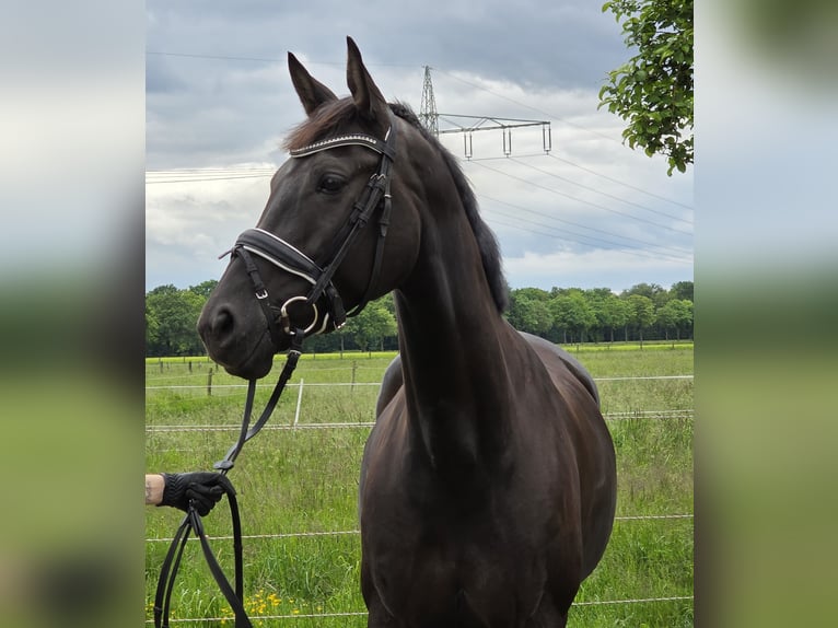 Hannoveraner Stute 7 Jahre 167 cm Rappe in Wachtendonk