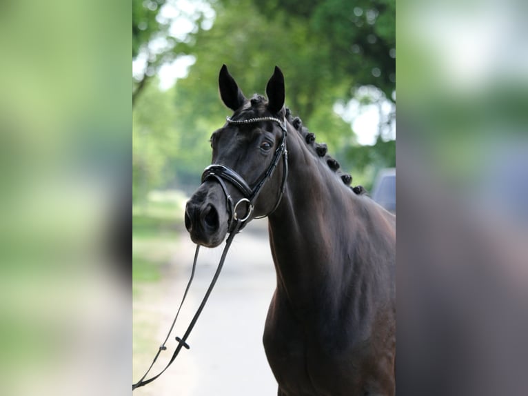 Hannoveraner Stute 7 Jahre 167 cm Rappe in Wingst