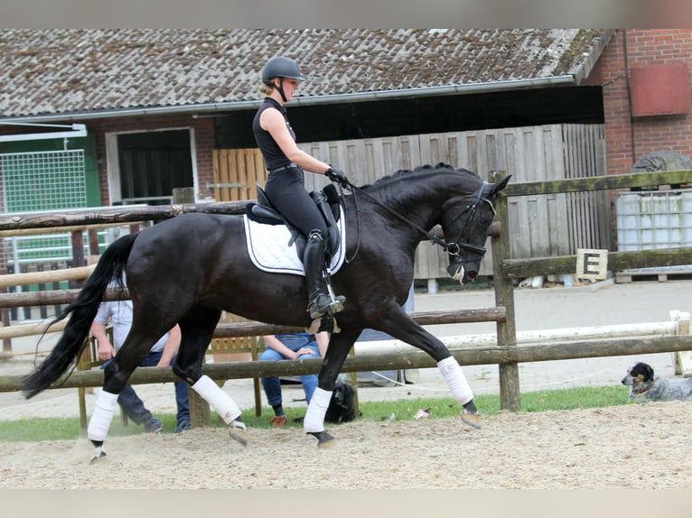 Hannoveraner Stute 7 Jahre 167 cm Rappe in Wingst