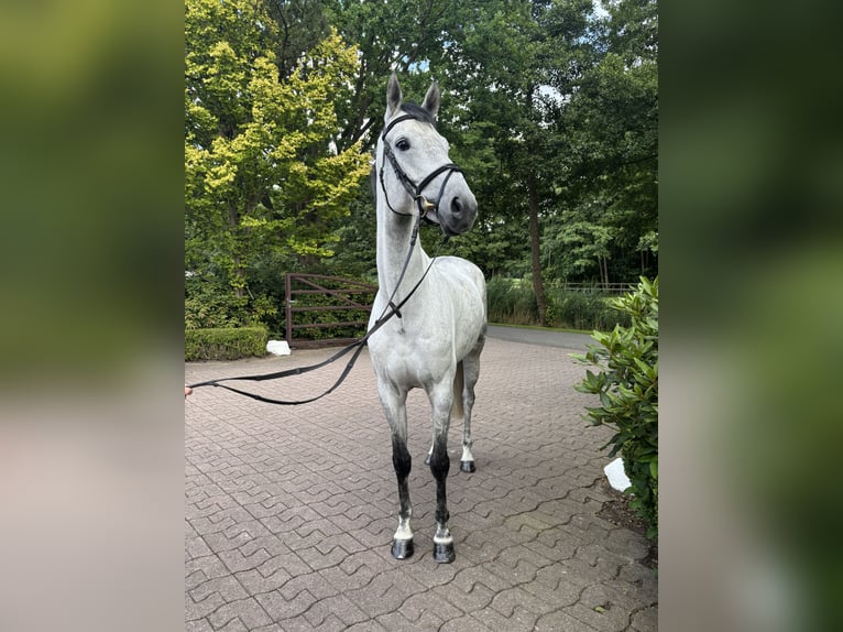 Hannoveraner Stute 7 Jahre 167 cm Schimmel in Bremen