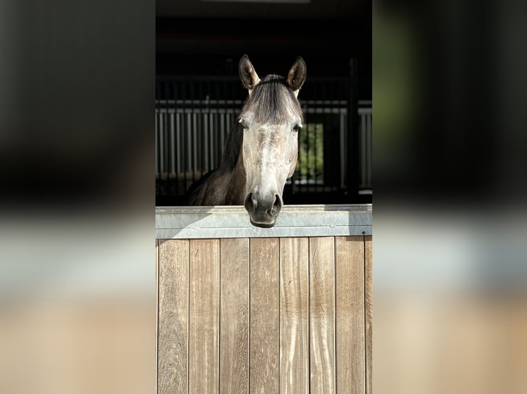 Hannoveraner Stute 7 Jahre 167 cm Schimmel in Memmingen