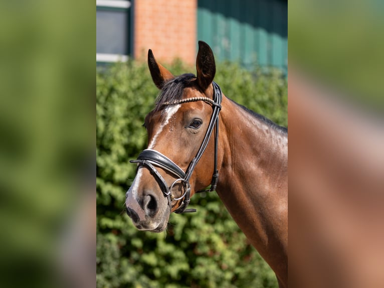 Hannoveraner Stute 7 Jahre 168 cm Brauner in Braunschweig