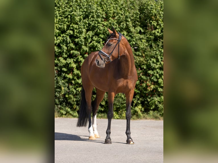 Hannoveraner Stute 7 Jahre 168 cm Brauner in Braunschweig