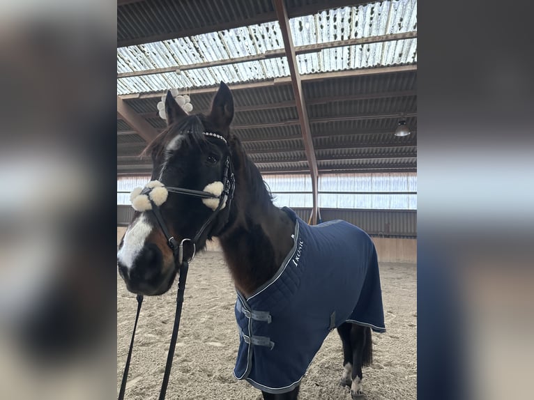 Hannoveraner Stute 7 Jahre 168 cm Brauner in Neukalen