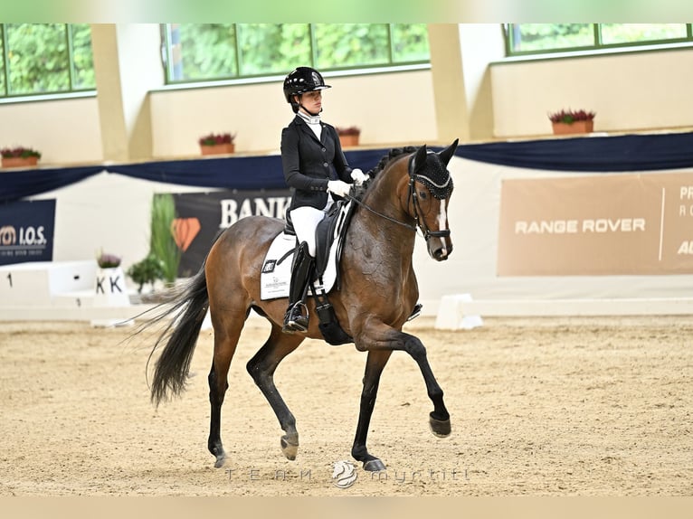 Hannoveraner Stute 7 Jahre 168 cm Brauner in Salgen