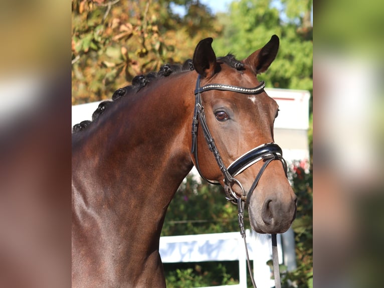Hannoveraner Stute 7 Jahre 168 cm Brauner in Selsingen