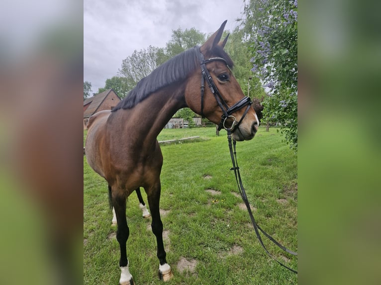 Hannoveraner Stute 7 Jahre 168 cm Brauner in Wittorf