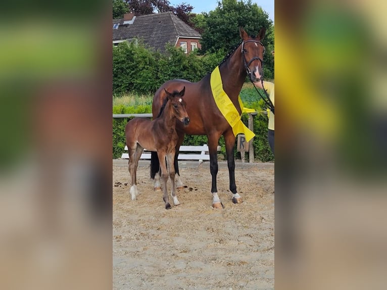 Hannoveraner Stute 7 Jahre 168 cm Brauner in Wittorf