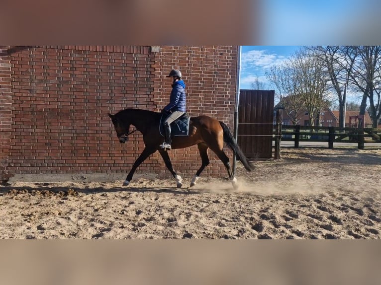 Hannoveraner Stute 7 Jahre 168 cm Brauner in Wittorf