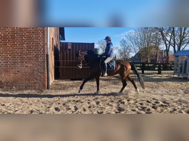 Hannoveraner Stute 7 Jahre 168 cm Brauner in Wittorf