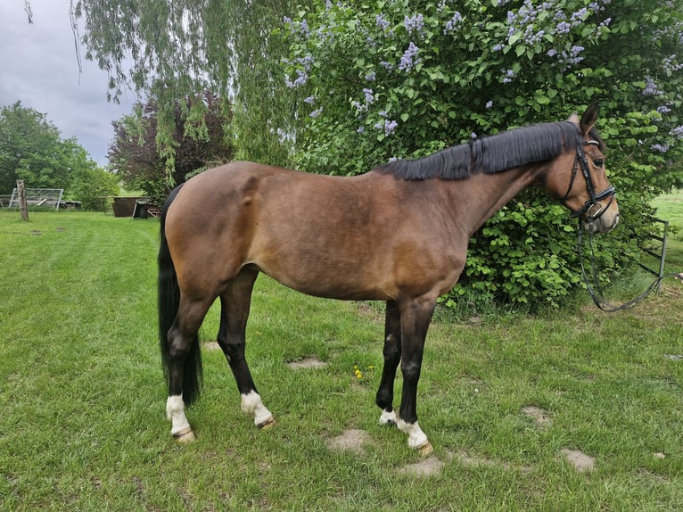 Hannoveraner Stute 7 Jahre 168 cm Brauner in Wittorf