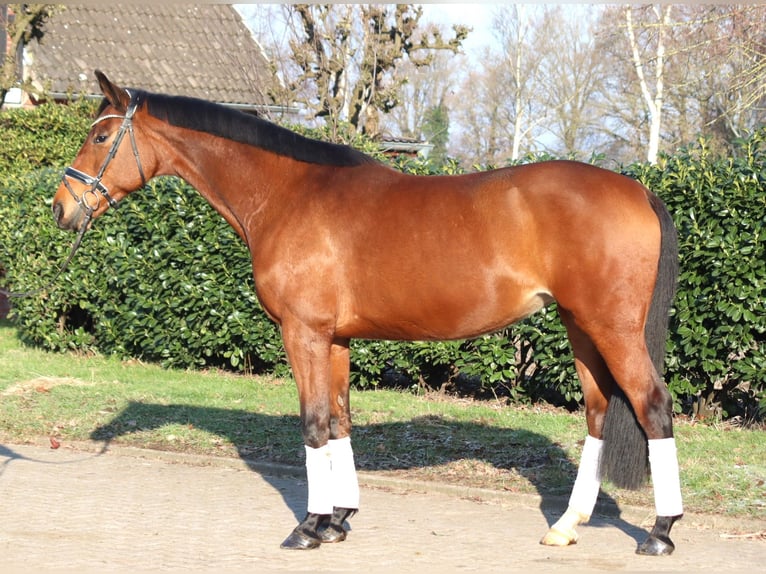 Hannoveraner Stute 7 Jahre 168 cm Brauner in Selsingen