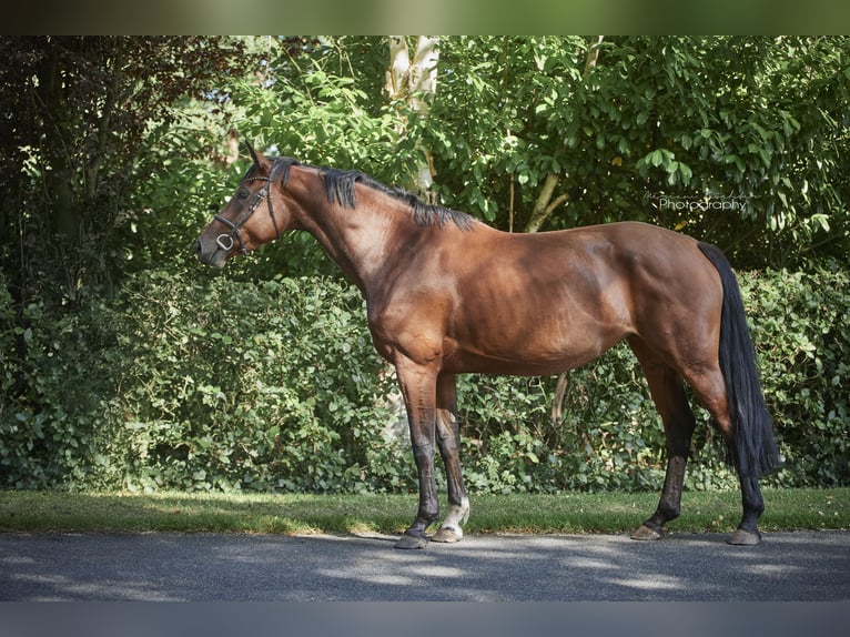 Hannoveraner Stute 7 Jahre 168 cm Brauner in Kirchwalsede