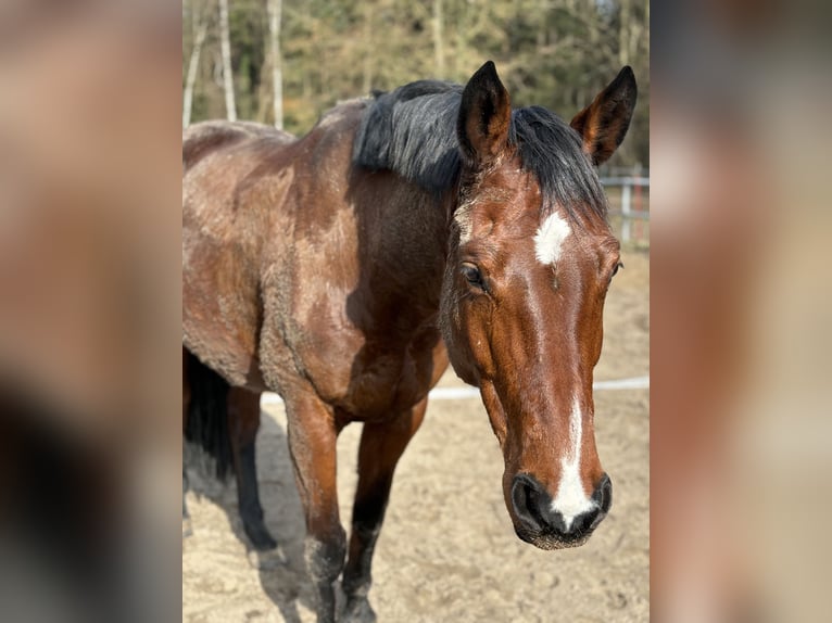 Hannoveraner Stute 7 Jahre 168 cm Brauner in Kirchwalsede