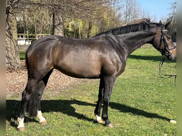 Hannoveraner Stute 7 Jahre 168 cm Dunkelbrauner in Hamm