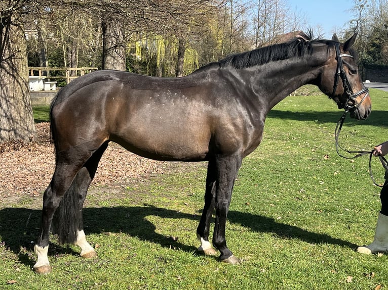 Hannoveraner Stute 7 Jahre 168 cm Dunkelbrauner in Hamm