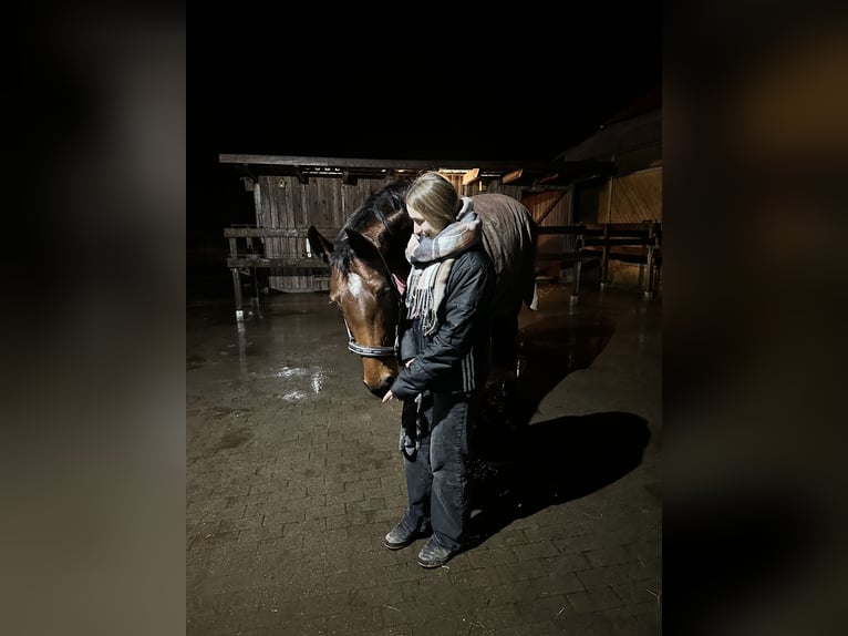 Hannoveraner Stute 7 Jahre 168 cm Dunkelbrauner in Nübbel