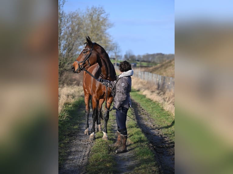 Hannoveraner Stute 7 Jahre 168 cm Dunkelbrauner in Nübbel
