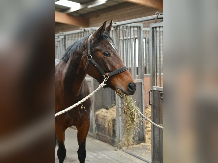 Hannoveraner Stute 7 Jahre 168 cm Dunkelbrauner in Nübbel