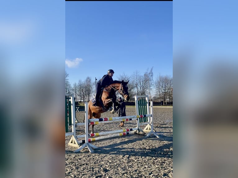 Hannoveraner Stute 7 Jahre 168 cm Dunkelbrauner in Nübbel