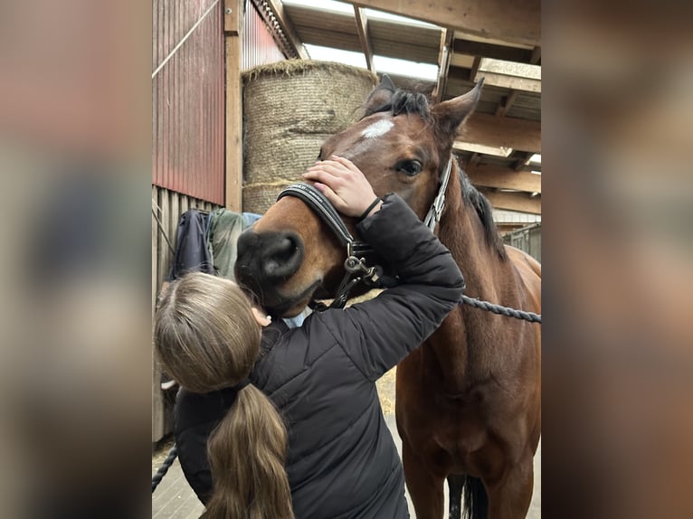 Hannoveraner Stute 7 Jahre 168 cm Dunkelbrauner in Nübbel