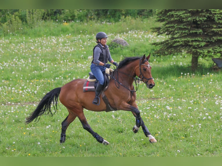 Hannoveraner Stute 7 Jahre 168 cm Dunkelbrauner in Nübbel