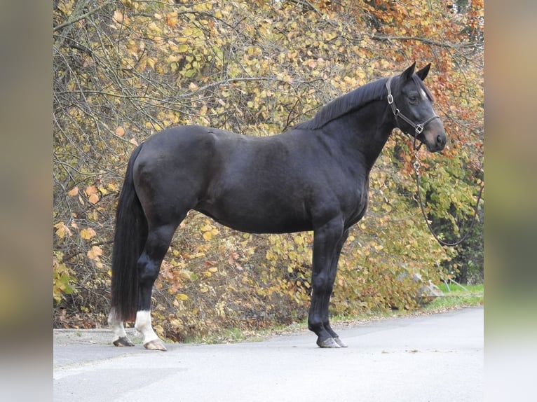 Hannoveraner Stute 7 Jahre 168 cm Dunkelbrauner in Verl