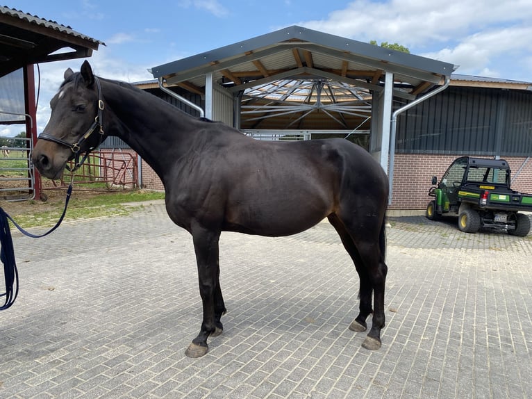 Hannoveraner Stute 7 Jahre 168 cm Dunkelbrauner in Heinsberg