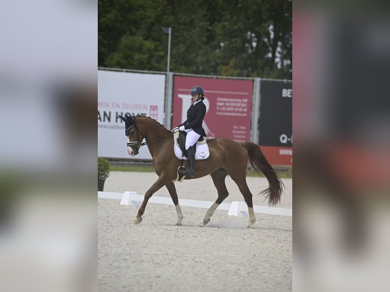 Hannoveraner Stute 7 Jahre 168 cm Dunkelfuchs in Dion-Valmont