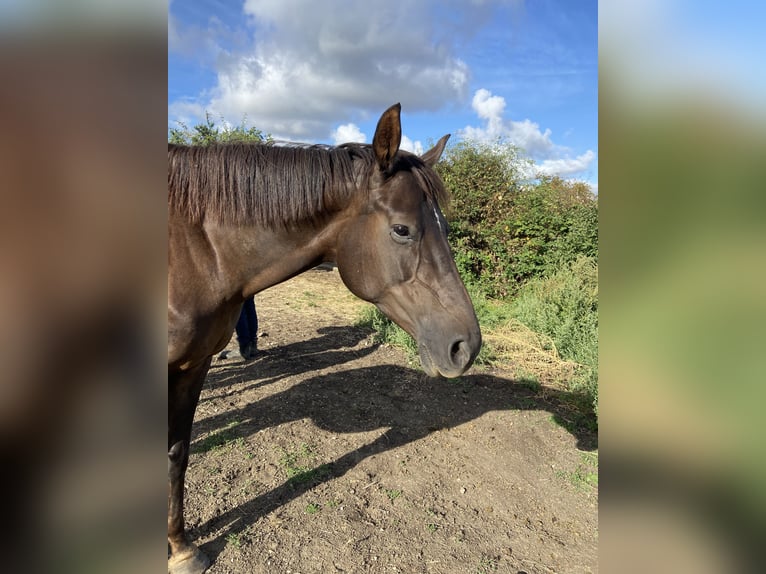 Hannoveraner Stute 7 Jahre 168 cm Dunkelfuchs in Friedland