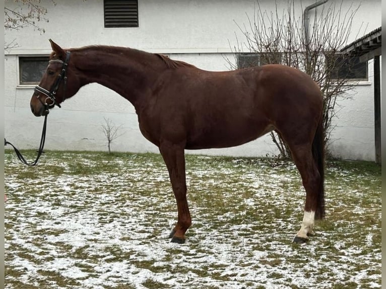 Hannoveraner Stute 7 Jahre 168 cm Fuchs in Wangen im Allgäu