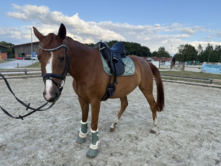 Hannoveraner Stute 7 Jahre 168 cm Fuchs in Salzhausen