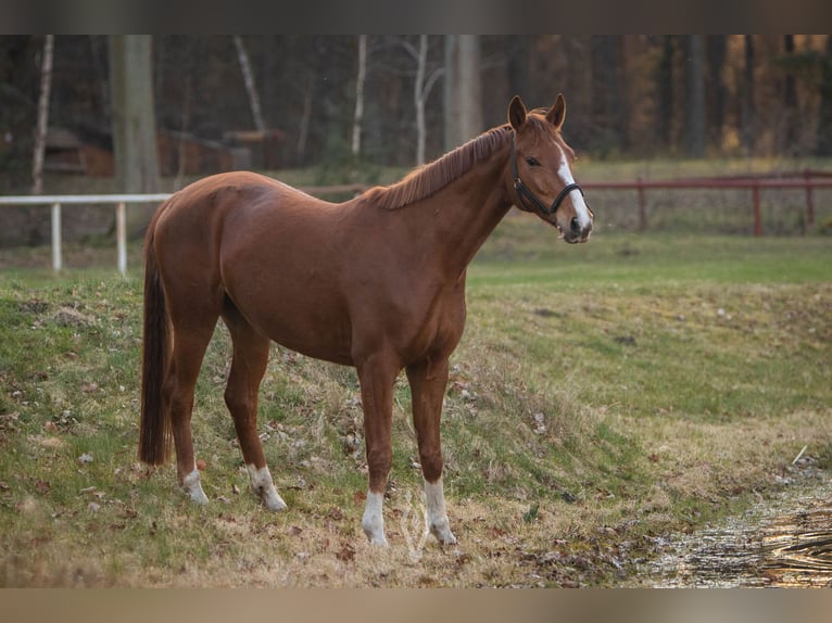 Hannoveraner Stute 7 Jahre 168 cm Fuchs in Salzhausen