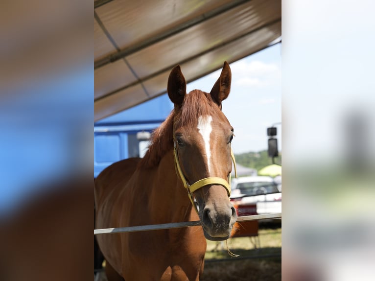 Hannoveraner Stute 7 Jahre 168 cm Fuchs in Viernheim