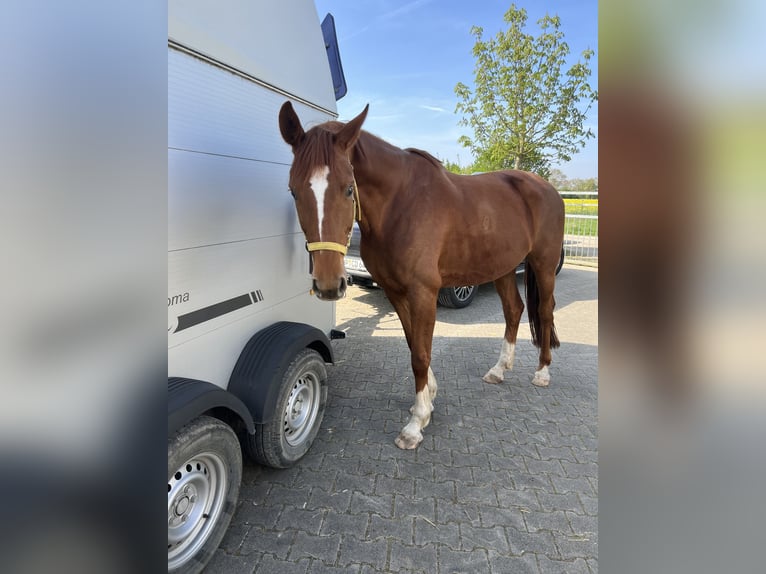 Hannoveraner Stute 7 Jahre 168 cm Fuchs in Viernheim