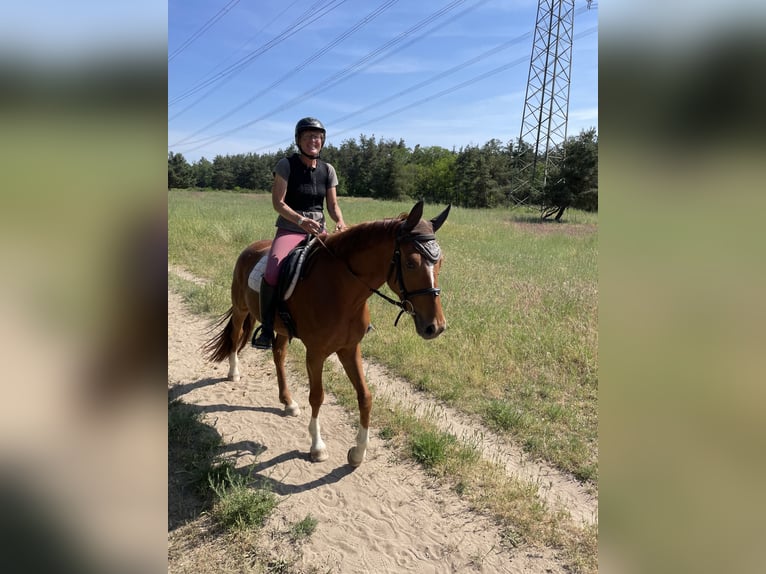Hannoveraner Stute 7 Jahre 168 cm Fuchs in Viernheim