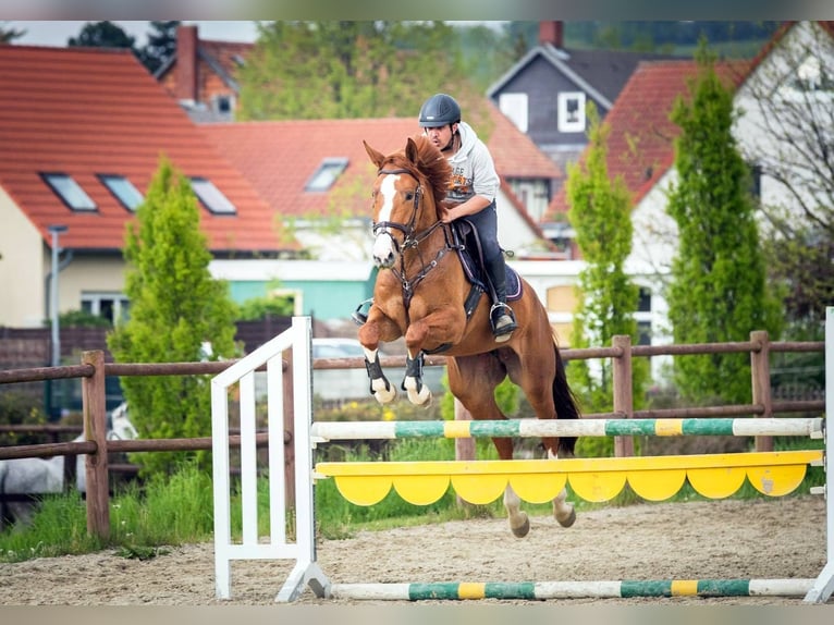 Hannoveraner Stute 7 Jahre 168 cm Fuchs in Langelsheim