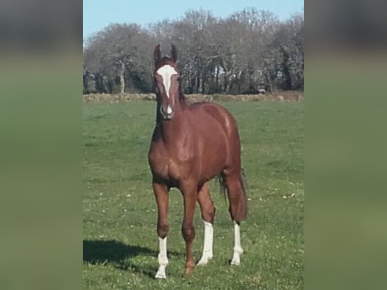 Hannoveraner Stute 7 Jahre 168 cm Fuchs in Aurich Egels