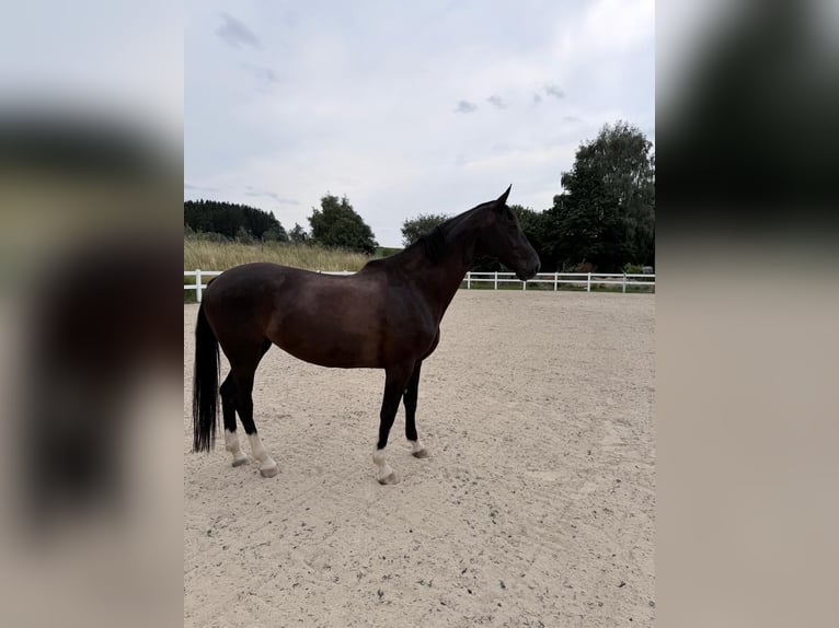 Hannoveraner Stute 7 Jahre 168 cm Rappe in Münchberg