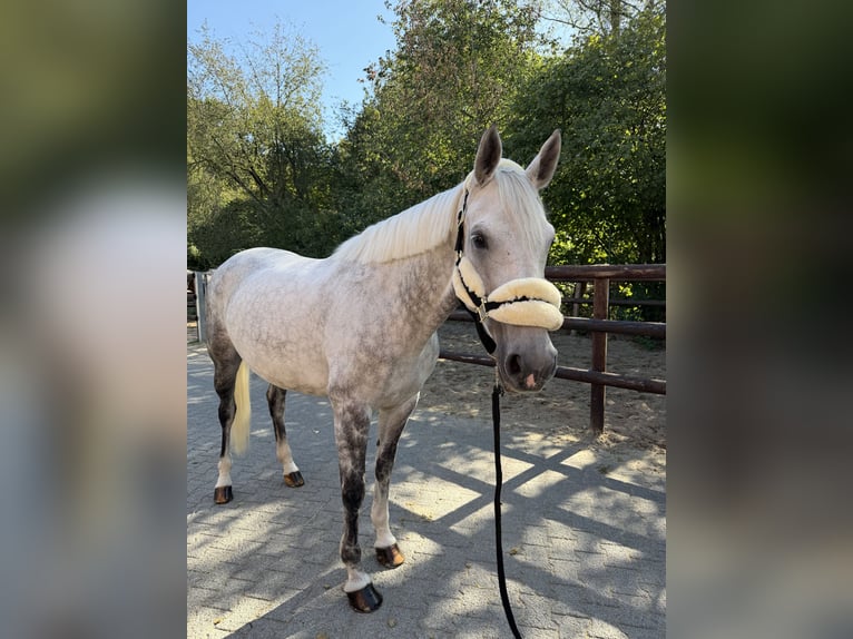 Hannoveraner Stute 7 Jahre 168 cm Schimmel in Langenfeld