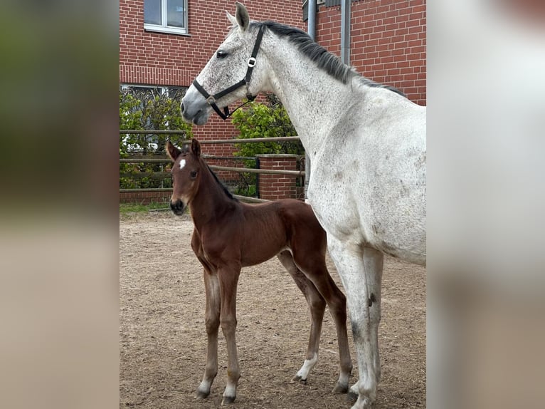 Hannoveraner Stute 7 Jahre 168 cm Schimmel in Wahrenholz