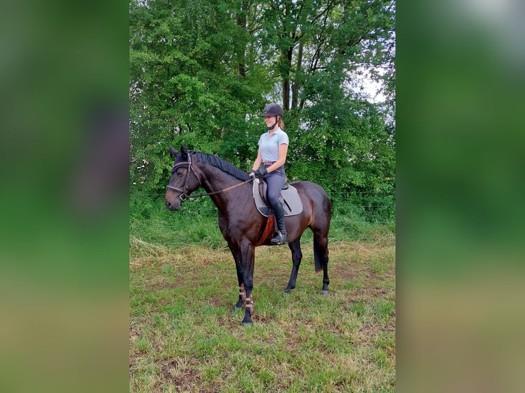 Hannoveraner Stute 7 Jahre 168 cm Schwarzbrauner in Uetze