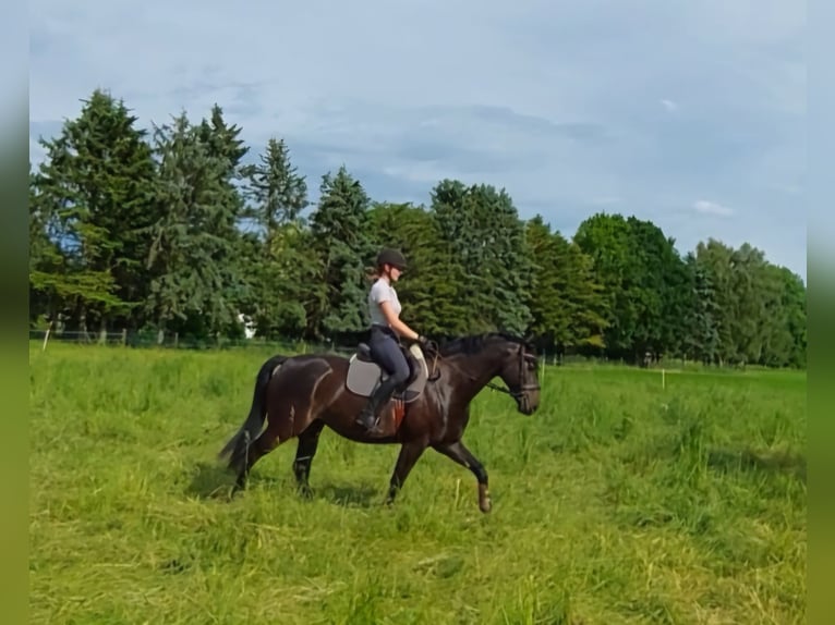 Hannoveraner Stute 7 Jahre 168 cm Schwarzbrauner in Uetze