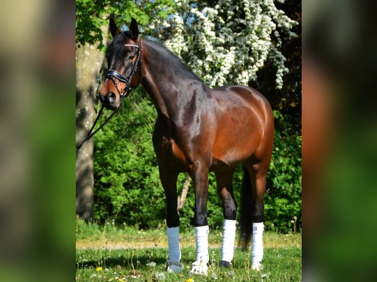Hannoveraner Stute 7 Jahre 169 cm Brauner in Osten
