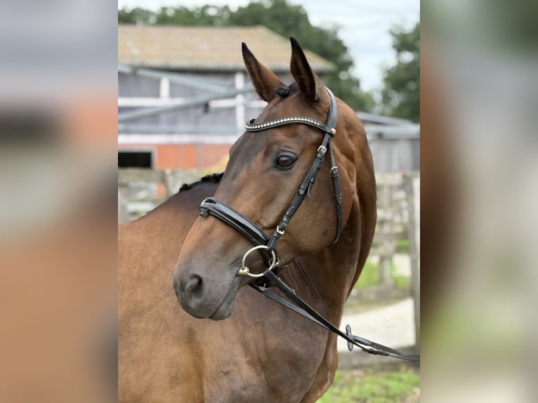 Hannoveraner Stute 7 Jahre 169 cm Brauner in Radbruch